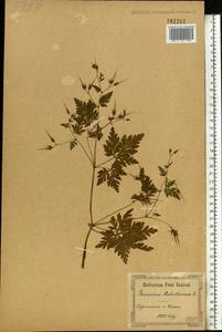 Geranium robertianum L., Eastern Europe, South Ukrainian region (E12) (Ukraine)