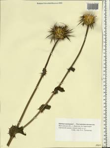 Silybum marianum (L.) Gaertn., Eastern Europe, Central forest region (E5) (Russia)