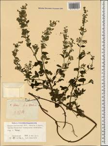 Nepeta cyanea subsp. biebersteiniana (Trautv.) A.L.Budantsev, Caucasus, North Ossetia, Ingushetia & Chechnya (K1c) (Russia)