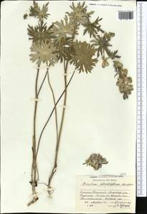 Aconitum rotundifolium Kar. & Kir., Middle Asia, Northern & Central Tian Shan (M4) (Kyrgyzstan)