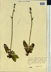 Micranthes hieraciifolia (Waldst. & Kit.) Haw., Siberia, Chukotka & Kamchatka (S7) (Russia)