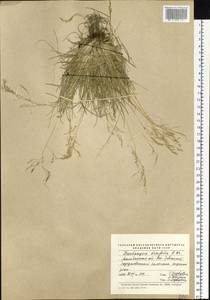 Deschampsia cespitosa subsp. septentrionalis Chiapella, Siberia, Chukotka & Kamchatka (S7) (Russia)