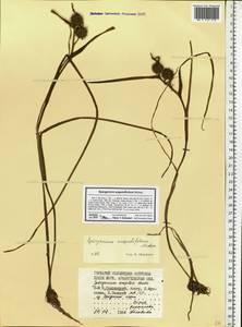 Sparganium angustifolium Michx., Eastern Europe, Northern region (E1) (Russia)