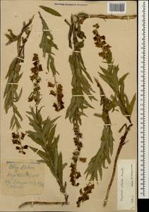 Digitalis ciliata Trautv., Caucasus, Stavropol Krai, Karachay-Cherkessia & Kabardino-Balkaria (K1b) (Russia)