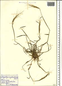 Aegilops cylindrica Host, Caucasus, Georgia (K4) (Georgia)