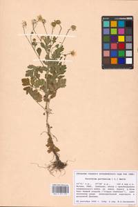 Tanacetum parthenium (L.) Sch. Bip., Eastern Europe, Moscow region (E4a) (Russia)