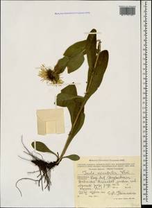 Pentanema orientale (Lam.) D. Gut. Larr., Santos-Vicente, Anderb., E. Rico & M. M. Mart. Ort., Caucasus, Dagestan (K2) (Russia)