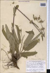 Phlomoides alaica (Knorring) Adylov, Kamelin & Makhm., Middle Asia, Western Tian Shan & Karatau (M3) (Kyrgyzstan)