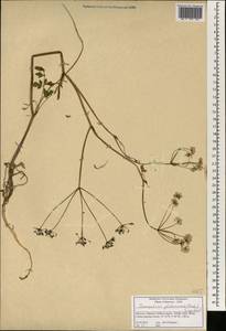 Conopodium glaberrimum (Desf.) Engstr., Africa (AFR) (Morocco)