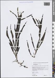 Potamogeton alpinus Balb., Siberia, Baikal & Transbaikal region (S4) (Russia)