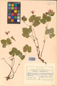 Rubus arcticus L., Siberia, Chukotka & Kamchatka (S7) (Russia)