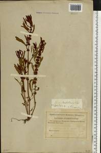 Rumex marschallianus Rchb., Eastern Europe, Lower Volga region (E9) (Russia)