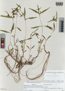 Bidens cernua L., Siberia, Altai & Sayany Mountains (S2) (Russia)