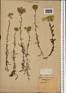 Helichrysum arenarium (L.) Moench, Caucasus, Krasnodar Krai & Adygea (K1a) (Russia)