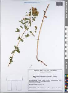 Hypericum maculatum, Siberia, Western Siberia (S1) (Russia)