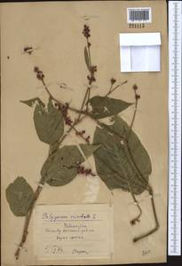 Persicaria orientalis (L.) Spach, Middle Asia, Syr-Darian deserts & Kyzylkum (M7) (Uzbekistan)