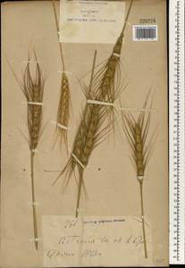 Triticum aestivum L., South Asia, South Asia (Asia outside ex-Soviet states and Mongolia) (ASIA) (China)