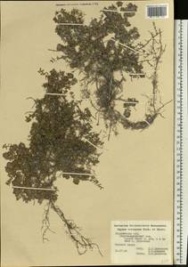 Thymus × dimorphus Klokov & Des.-Shost., Eastern Europe, Central forest-and-steppe region (E6) (Russia)