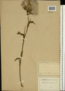 Cirsium vulgare (Savi) Ten., Eastern Europe, Central forest region (E5) (Russia)