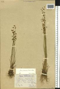 Juncus alpinoarticulatus subsp. fischerianus (Turcz. ex V. I. Krecz.) Hämet-Ahti, Siberia, Yakutia (S5) (Russia)