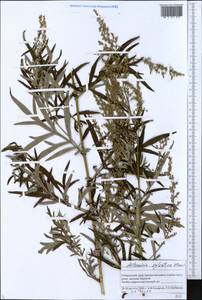 Artemisia sylvatica Maxim., Siberia, Russian Far East (S6) (Russia)