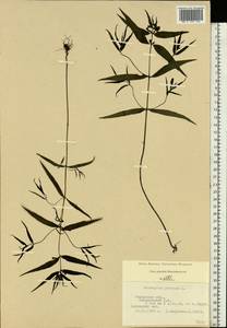 Melampyrum pratense L., Eastern Europe, Central region (E4) (Russia)