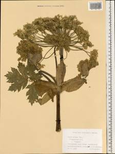 Heracleum sosnowskyi Manden., Eastern Europe, Lower Volga region (E9) (Russia)