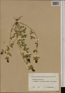 Trifolium spadiceum L., Western Europe (EUR) (Bulgaria)