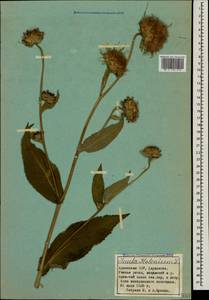 Inula helenium L., Caucasus, Armenia (K5) (Armenia)