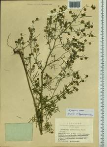 Artemisia jacutica Drobow, Siberia, Yakutia (S5) (Russia)