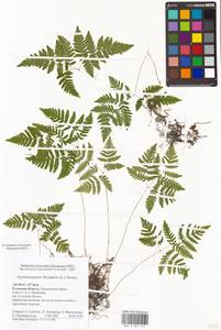 Gymnocarpium dryopteris (L.) Newman, Eastern Europe, Central region (E4) (Russia)