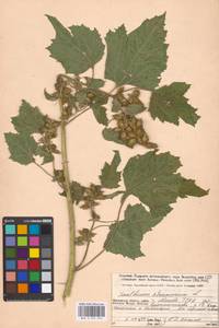 Xanthium strumarium L., Eastern Europe, Moscow region (E4a) (Russia)