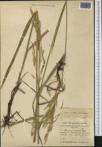 Bromus inermis Leyss., Middle Asia, Northern & Central Kazakhstan (M10) (Kazakhstan)
