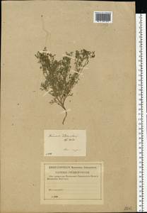 Fumaria schleicheri Soy.-Will., Eastern Europe, Central forest-and-steppe region (E6) (Russia)