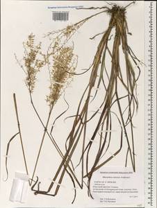 Miscanthus sinensis Andersson, South Asia, South Asia (Asia outside ex-Soviet states and Mongolia) (ASIA) (China)