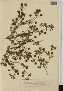Trifolium campestre Schreb., Western Europe (EUR) (Romania)