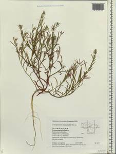 Corispermum marschallii Stev., Eastern Europe, Central region (E4) (Russia)