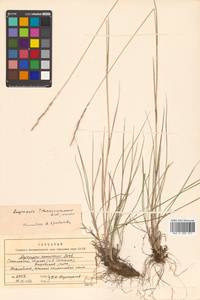 Elymus gmelinii (Trin.) Tzvelev, Siberia, Russian Far East (S6) (Russia)