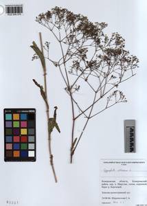 KUZ 004 375, Gypsophila altissima L., Siberia, Altai & Sayany Mountains (S2) (Russia)
