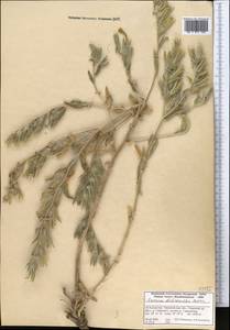 Onosma dichroantha Boiss., Middle Asia, Western Tian Shan & Karatau (M3) (Kazakhstan)