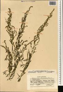 Artemisia dracunculus L., South Asia, South Asia (Asia outside ex-Soviet states and Mongolia) (ASIA) (Afghanistan)