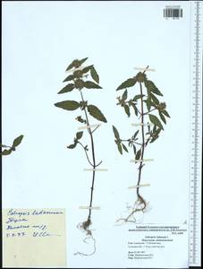 Galeopsis ladanum L., Eastern Europe, Central region (E4) (Russia)