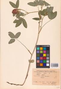 Trifolium medium L., Eastern Europe, Central forest-and-steppe region (E6) (Russia)