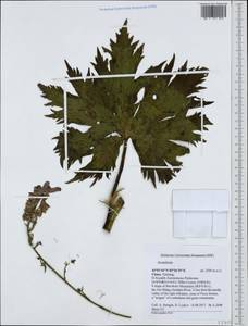 Aconitum, South Asia, South Asia (Asia outside ex-Soviet states and Mongolia) (ASIA) (China)