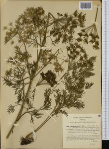 Coristospermum lucidum subsp. seguieri (Jacq.) Banfi & Bracchi, Western Europe (EUR) (Italy)