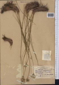 Allium oreoprasum Schrenk, Middle Asia, Western Tian Shan & Karatau (M3) (Kyrgyzstan)