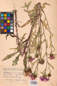 Centaurea ×livonica Weinm., Eastern Europe, Western region (E3) (Russia)