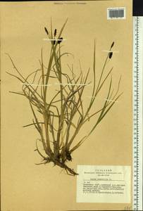 Carex saxatilis L., Siberia, Altai & Sayany Mountains (S2) (Russia)