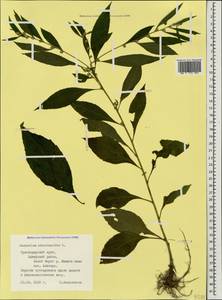 Carpesium abrotanoides L., Caucasus, Black Sea Shore (from Novorossiysk to Adler) (K3) (Russia)