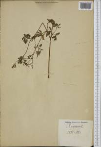 Apiaceae, South Asia, South Asia (Asia outside ex-Soviet states and Mongolia) (ASIA) (Japan)